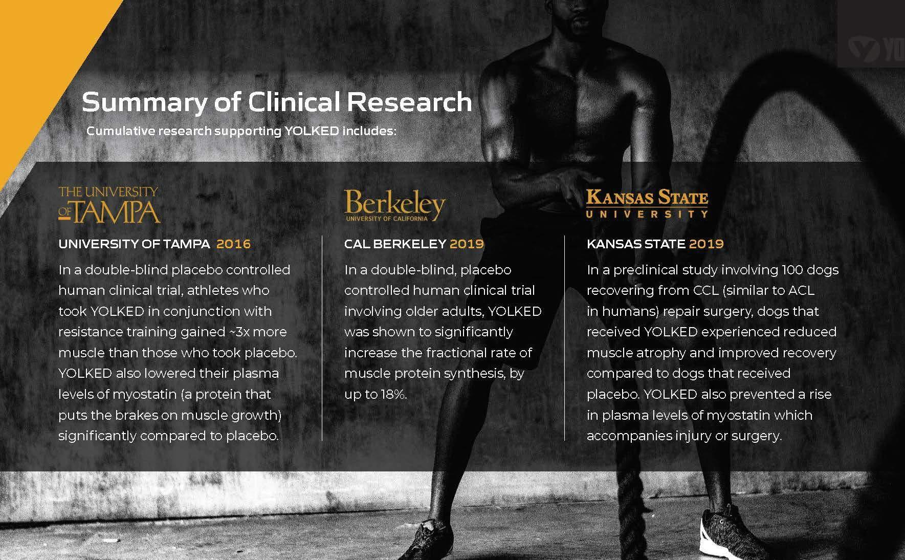 YOLKED YOLKED - Clinically Tested and NSF-Certified All Natural Muscle Building Supplement - Increase Lean Muscle, Reduce Muscle Loss, and Improve Recovery with Protein’s Perfect Partner, 30 Servings