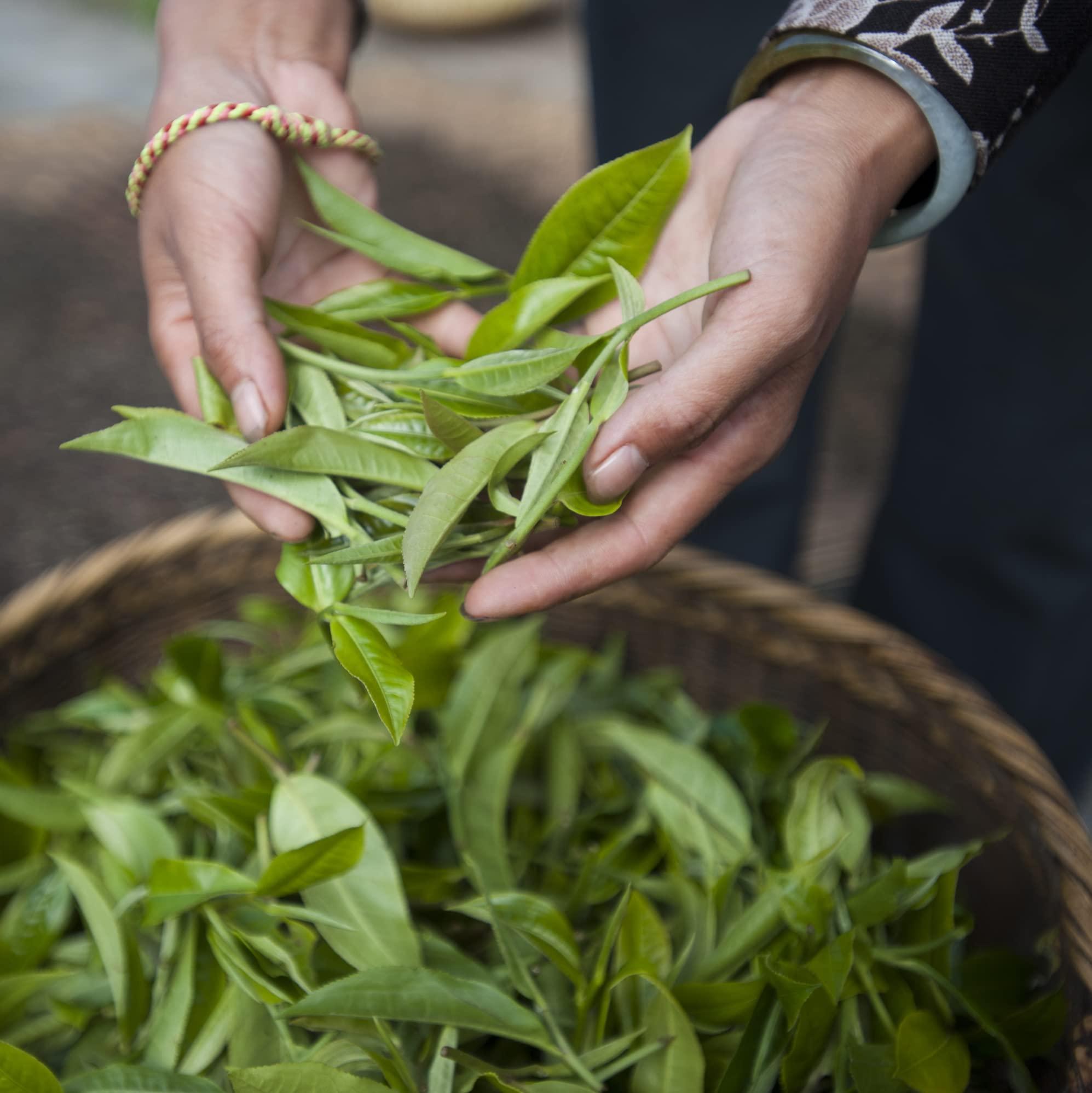 Palais des Thés Palais des Ths - Big Ben - Premium English Breakfast Tea with a blend of Yunnan and Asam - 20 Count Biodegradable Cotton Tea Bags Box