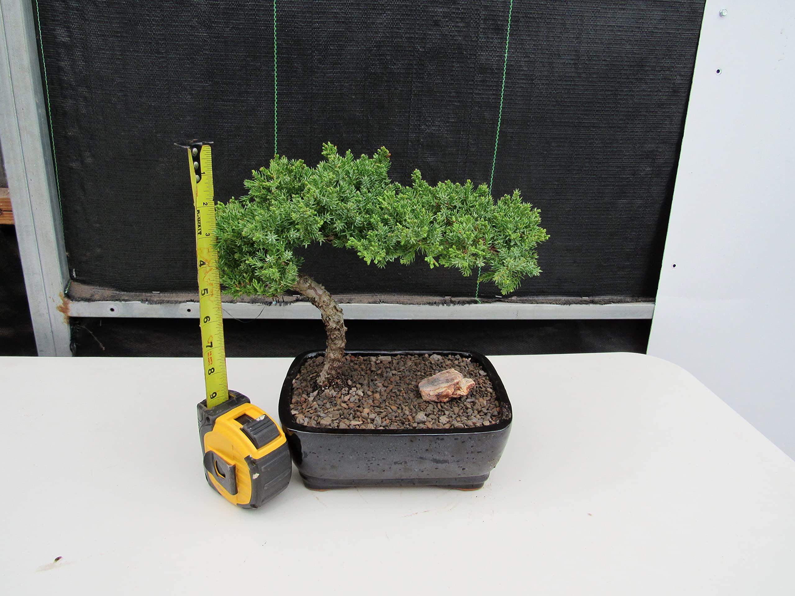LOVE MY BONSAI Juniper Bonsai Tree (Medium) (Medium (As Shown))