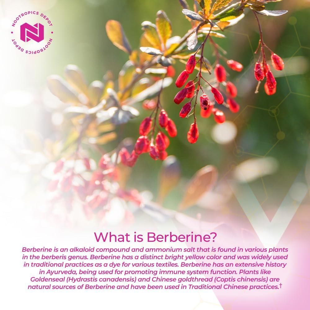 Nootropics Depot Nootropics Depot Berberine HCL + Silymarin Tablets | 500mg + 90mg | 180 Count | Supports Cellular Function, Metabolic Function, and Balanced Inflammation Levels