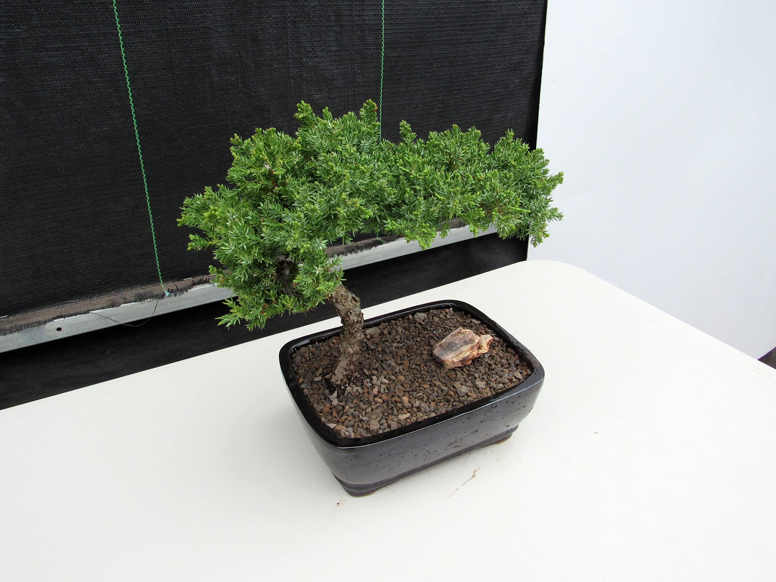 LOVE MY BONSAI Juniper Bonsai Tree (Medium) (Medium (As Shown))