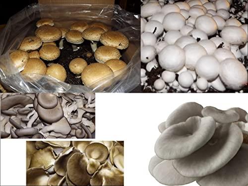 Willow Mountain Mushrooms Mushroom Lovers Multi Kit ~ One Each ~ Button, Crimini and Oyster ~ EASY to Grow!!