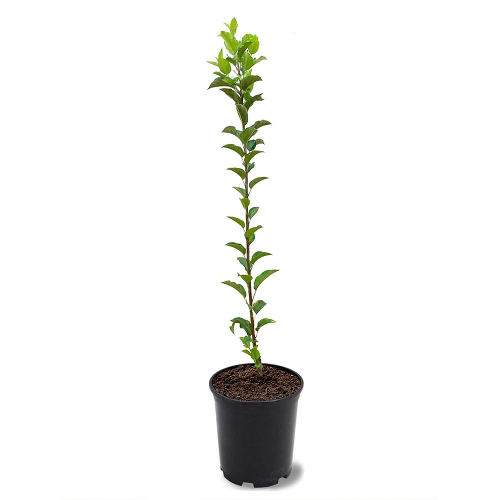 Simpson Nursery Fuji Apple Tree, Large Sweet Apples, Late-Season, Deciduous, Long Refrigerated Life, 1 gal Nursery Pot, 2-3 ft. Tree Height (Due to Agricultural Laws, we Cannot Ship to CA, AZ, AK, or HI)
