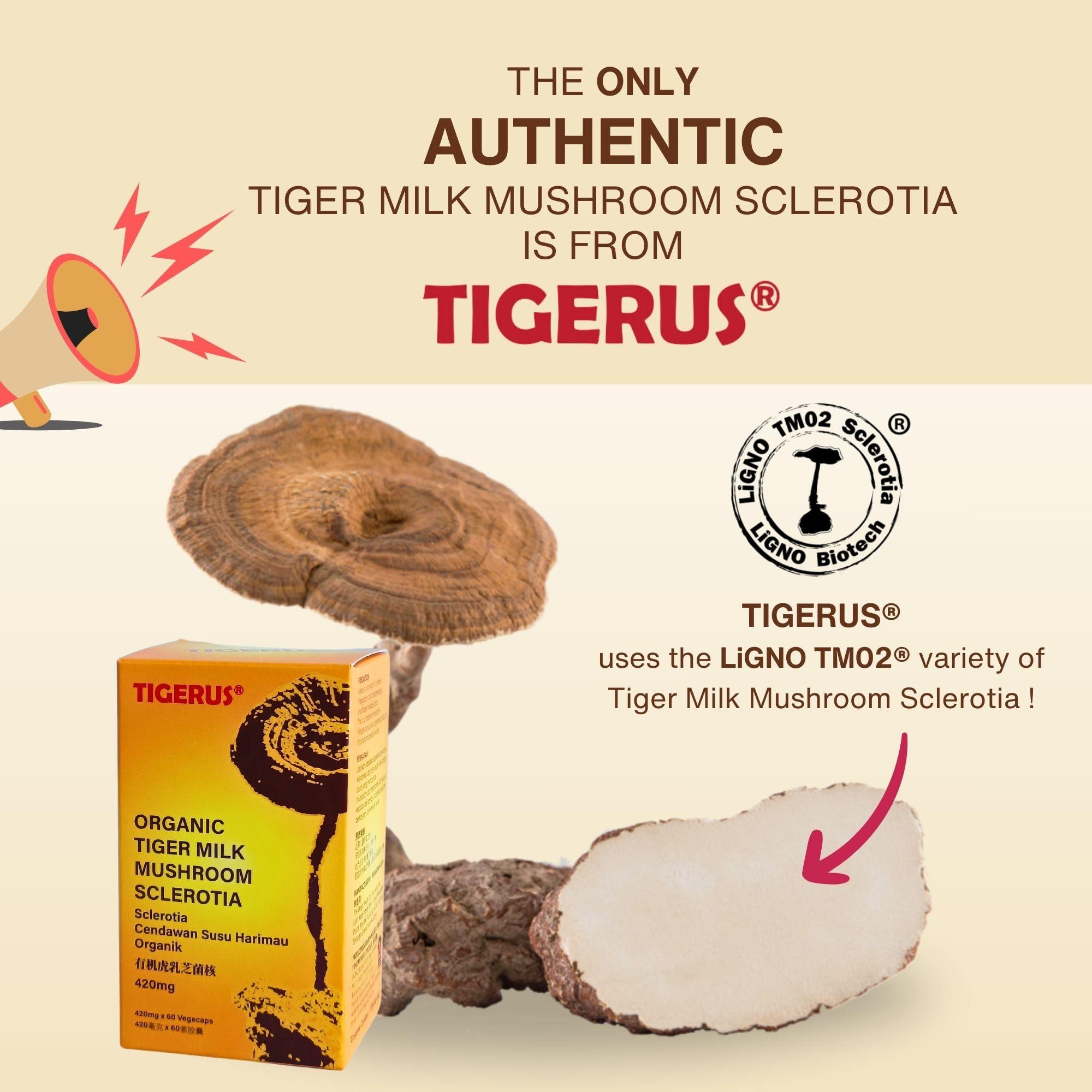 TIGERUS TIGERUS Tiger Milk Mushroom (LiGNO TM02 Lignosus rhinocerus Sclerotia) Malaysia, Lung Respiratory Immune Support 420mg x 60 vegecap