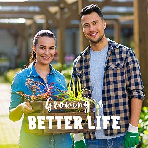 Handy Pantry Organic Kamut Seed- 1 Lb- Kamut Grain Seeds- for Growing Kamut Grass, Flour, Bread, Baking, Cooking, Food Storage, Sprouting