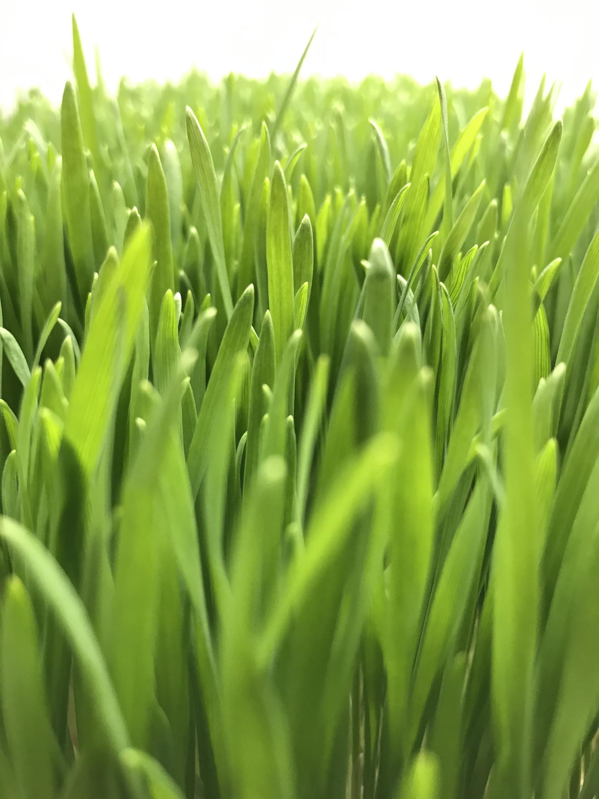 Bloomse Bulk Organic Wheatgrass Seeds Hard Red Winter Wheat Berries 5 Pound Pouch, Premium Sprouting Quality