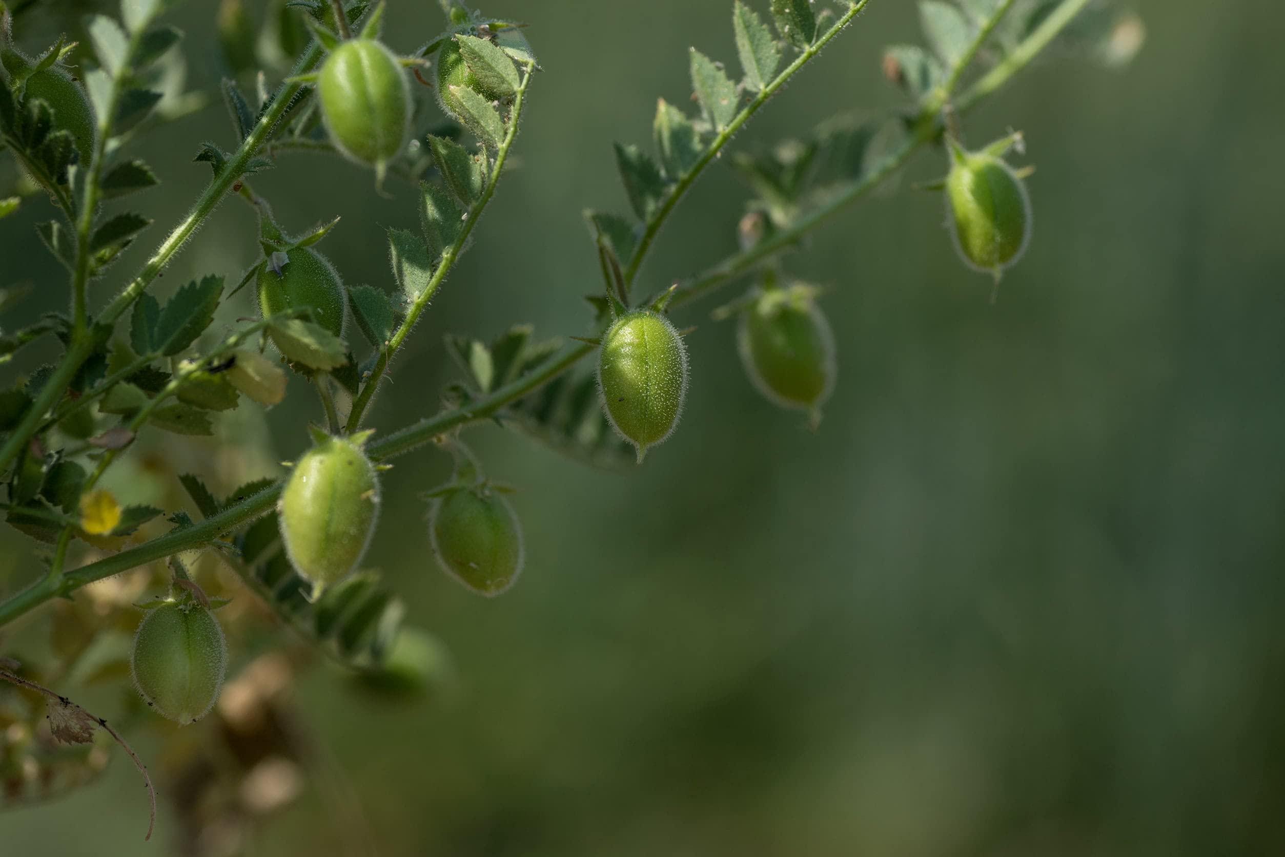 Food to Live Food to Live Garbanzo Bean Flour, 1 Pound Finely Milled Chickpea Flour, Raw, Vegan, Kosher, Bulk, Good Source of Protein, Fiber, Folate, and Copper. Great for Cooking and Baking. Made in USA
