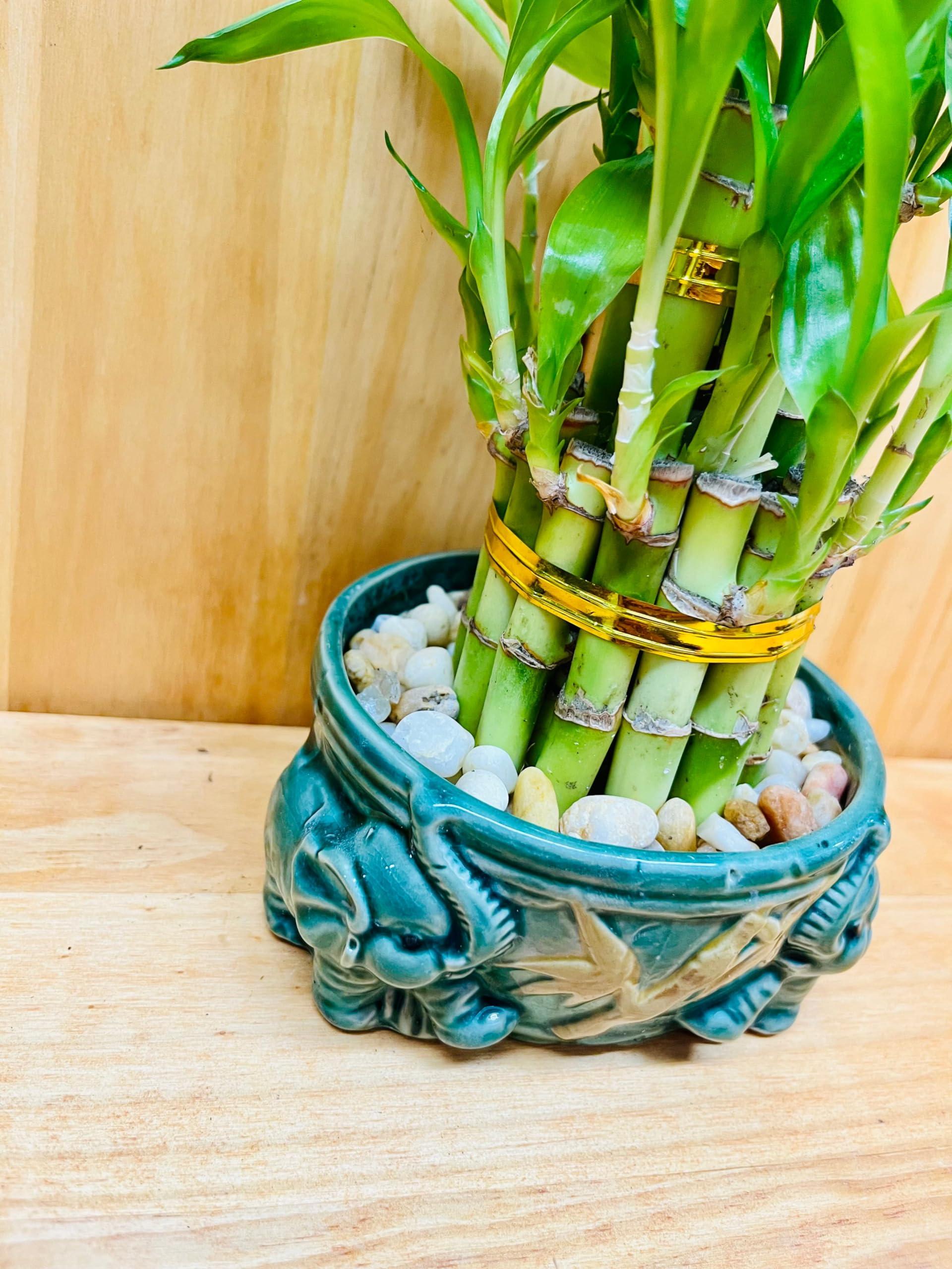 Generic Generic Live Lucky Bamboo Plant Two Tier Arrangements in Ceramic Vase One Elephant Head Ceramic Vase