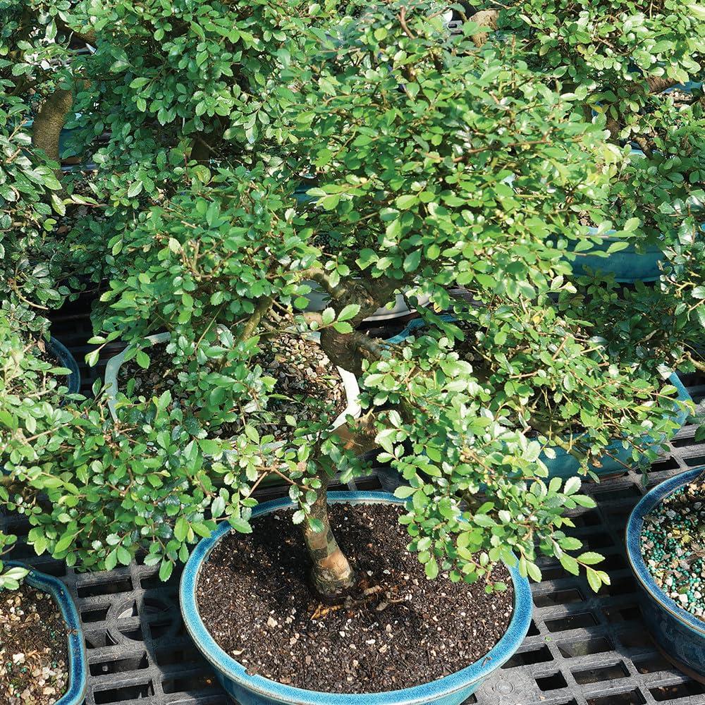 Brussel's Bonsai Brussel\'s Live Chinese Elm Outdoor Bonsai Tree - 15 Years Old; 14\" to 18\" Tall with Decorative Container