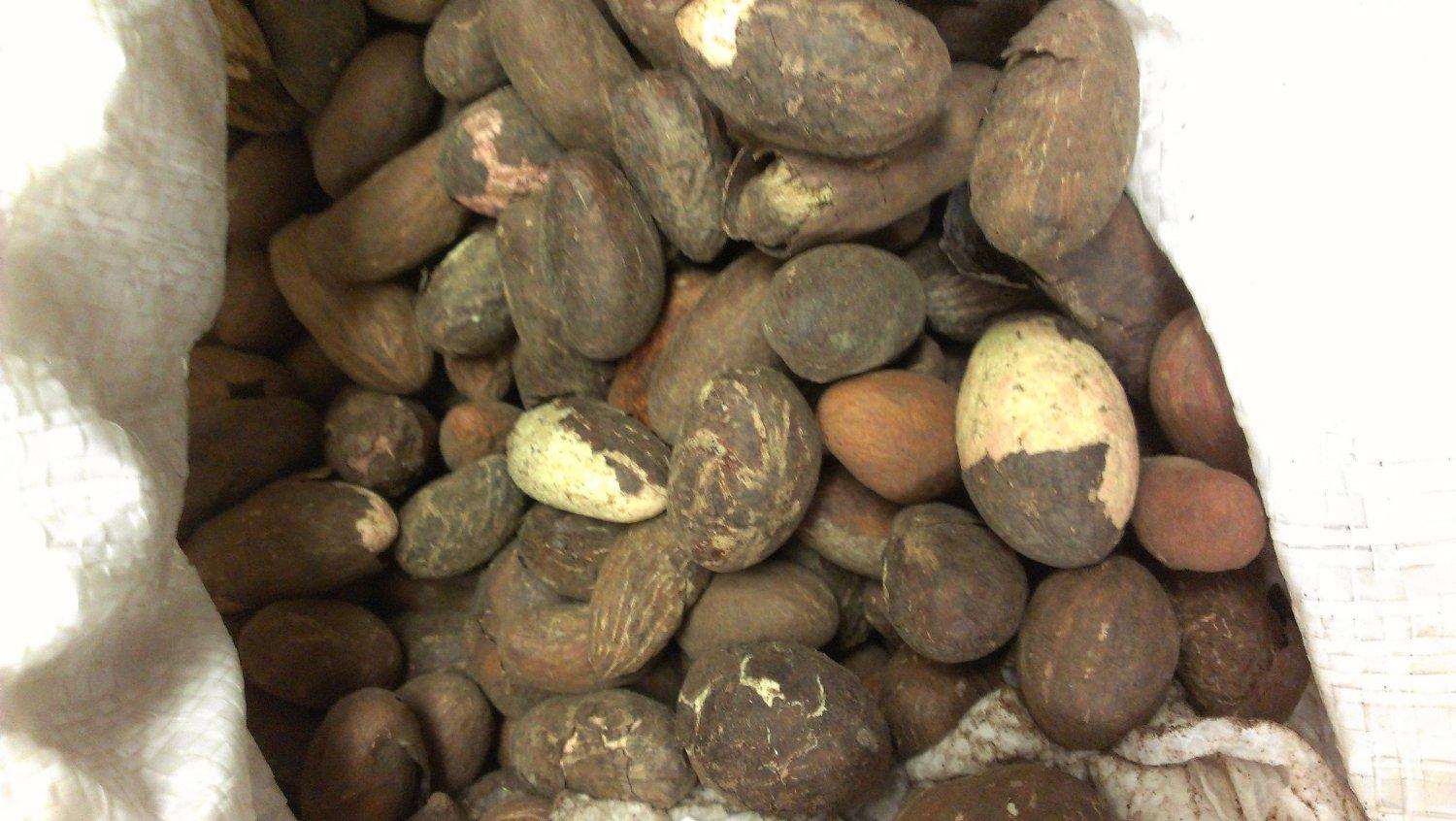 Bitter African Bitter Kola Nuts 0.5lbs