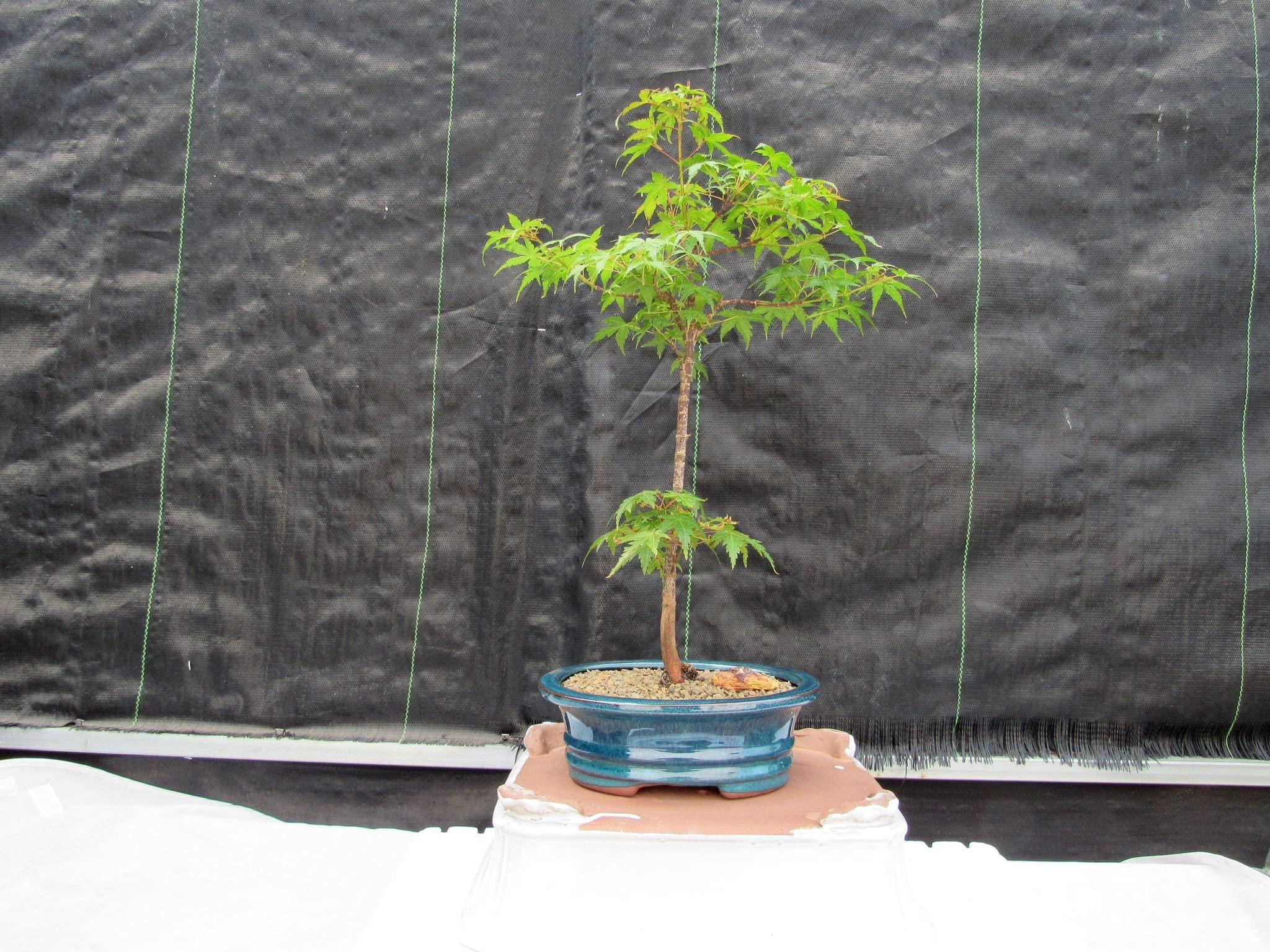 LOVE MY BONSAI Dwarf Green Japanese Maple Bonsai Tree