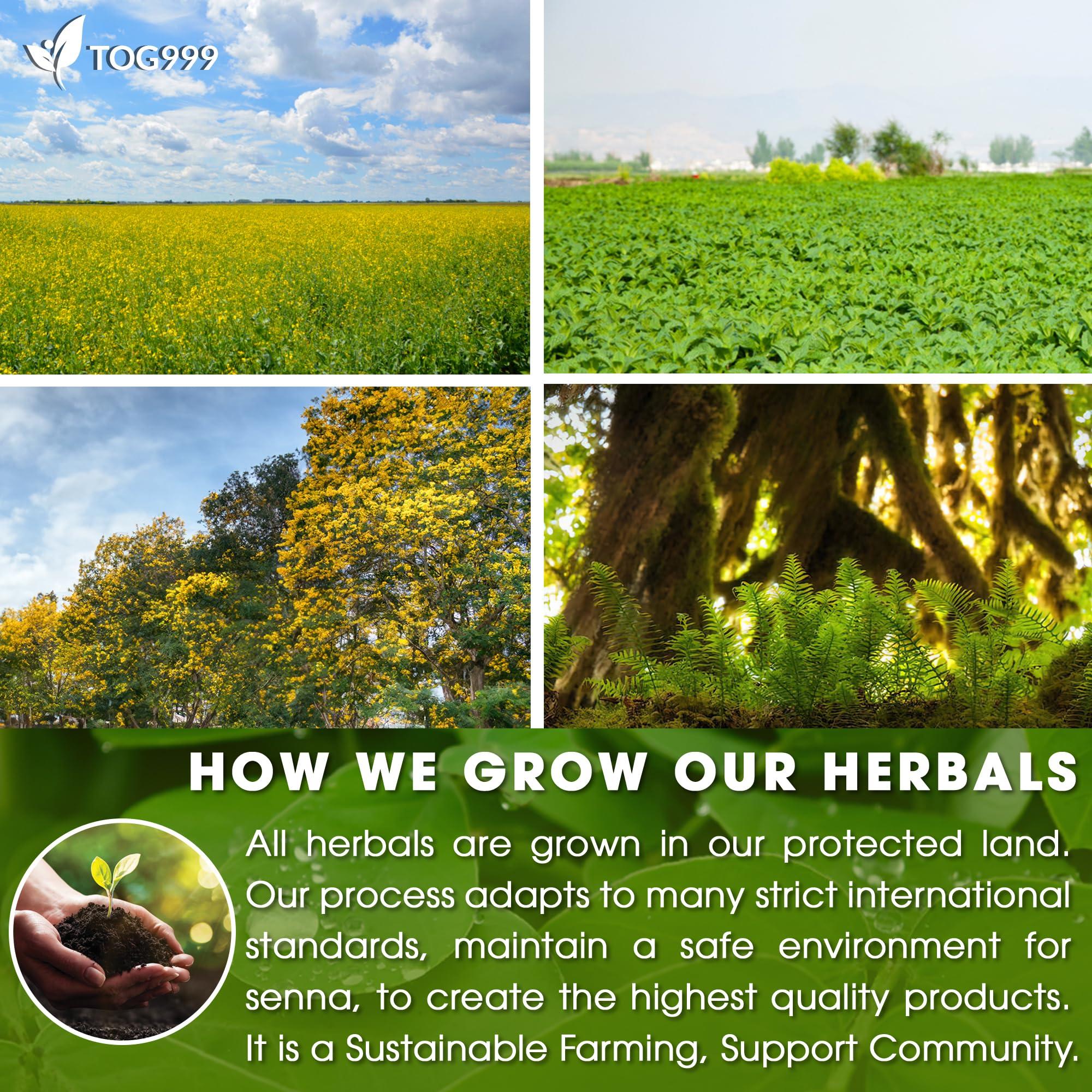 TOG999 100 Tea Bags Relieves Constipation Natural Tea, Blend of Senna Leaves - Peppermint - Licorice - Fennel, 100% Natural Ingrendients, Hand-made Herbal Tea, No Sugar, No Caffeine, No Gluten, Vegan.