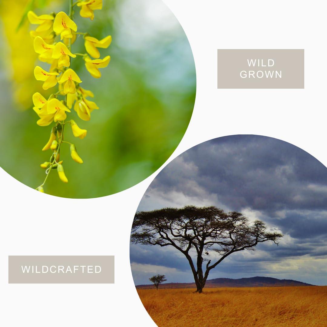 Generic Generic Acacia Fiber Powder - Acacia Senegal Fiber - Grinded Acacia Fiber Powder - Acacia Nilotica - Acacia Fibra Polvo - Poudre de Nep Nep