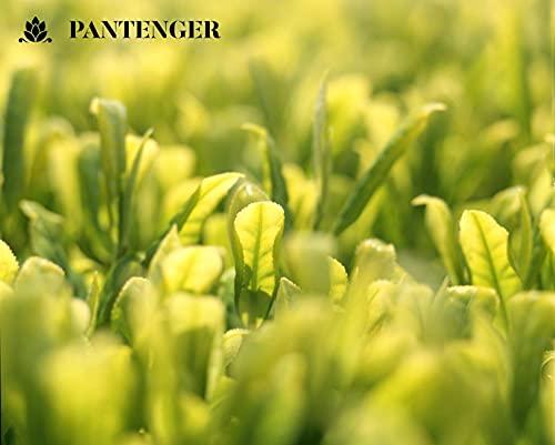 Pantenger 2 Matcha Ceremonial Grade 1 OZ Pouch and 1 Matcha Reishi Mushroom 2.12 OZ. USDA Organic. Pantenger Japanese Teas.