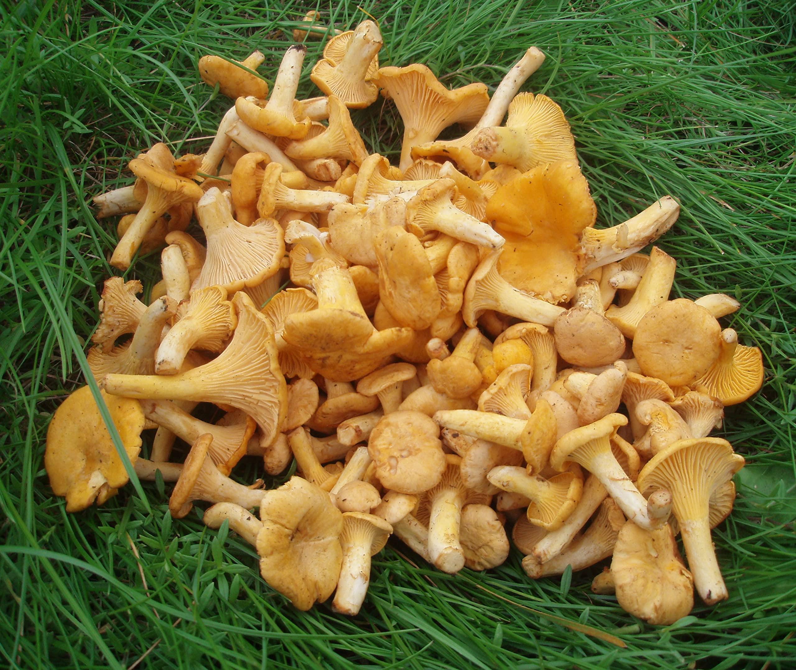 Forest Food Shop Forest Food Shop Dried Chanterelle Mushrooms 3 Ounce Handpicked from Wild Forests, Air-Dried Mushrooms, Sourced by a Small Family Business, Ideal for Cooking and Gourmet Recipes.