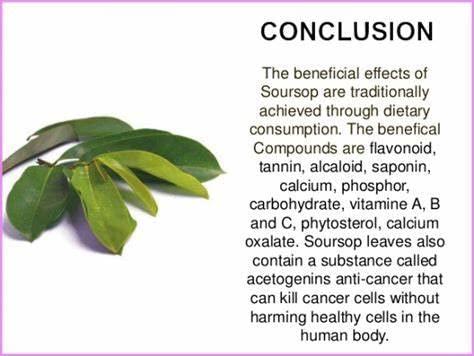 SHEOLANKA Dried Soursop Guanabana Graviola Guyabano (100 Leaves) Sugar/Caffeine/Gluten Free 100% Soursop Leaf by Sheolanka