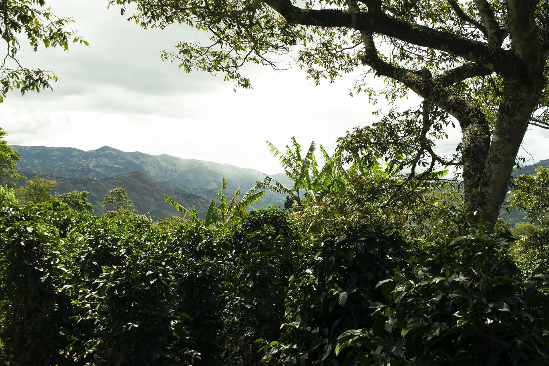 Stevia Select Stevia Select Liquid Stevia Drops - Zero Calorie Sweetener - All Natural Stevia Extract Sweetener Stevia Drops Sweetener Keto Sugar Substitute 2 Oz (2 Pack)