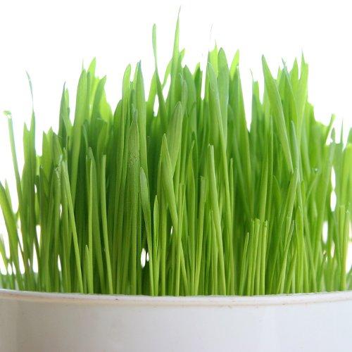 PowerGrow Systems Organic Wheatgrass Seed - Certified Organic Hard Red Wheat by PowerGrow (5 Pounds)