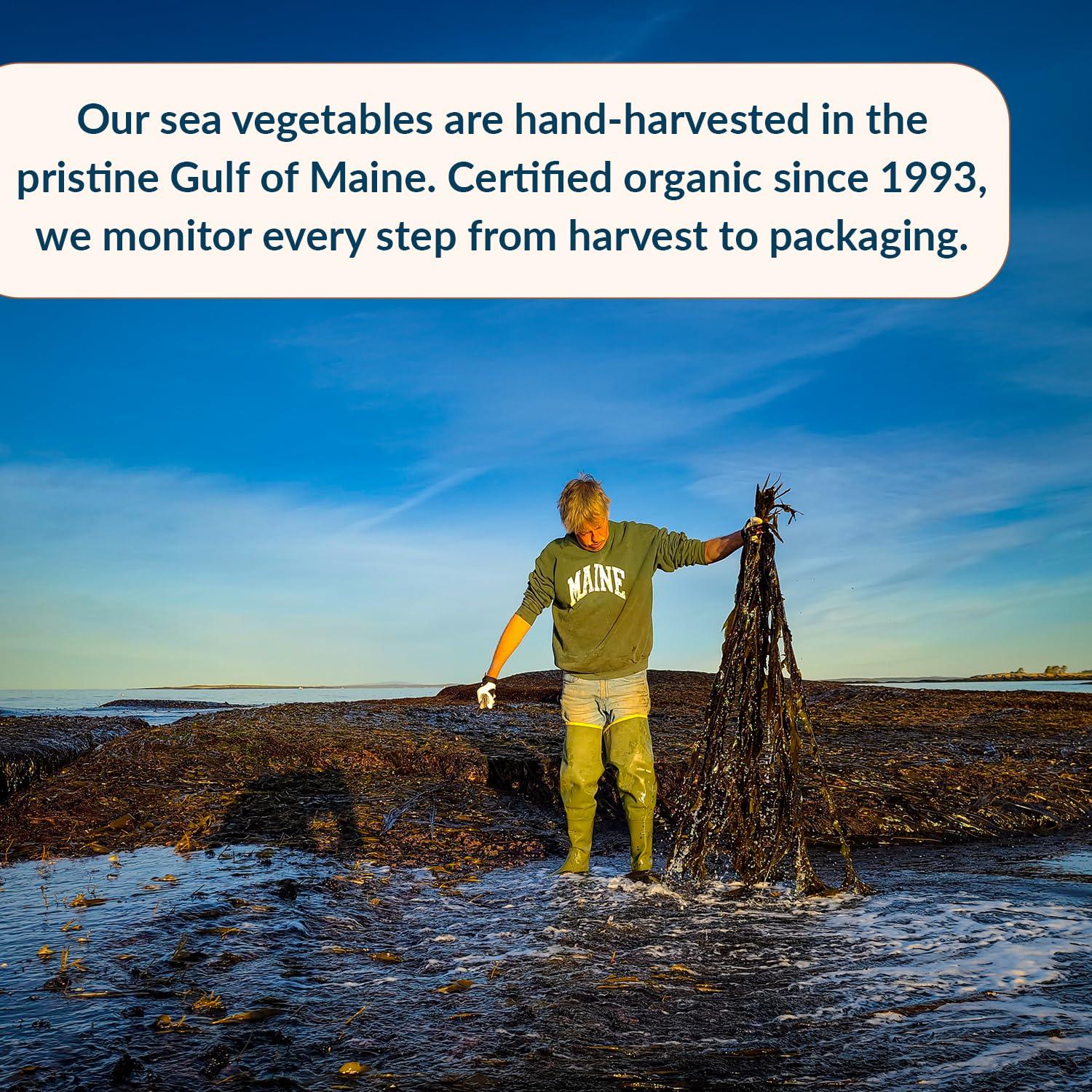 Maine Coast Sea Vegetables Maine Coast Sea Vegetables Dulse, Wild Atlantic Sea Vegetable, 2-Ounce Package (Pack of 6)