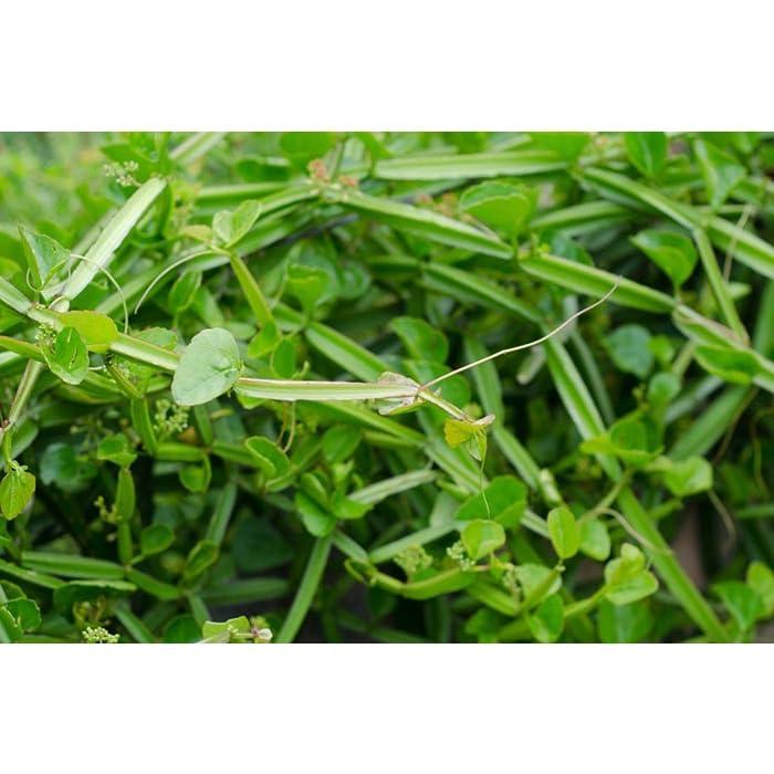 Generic Generic Naharitta Herbs organic100% Cissus quadrangularis Powder 100g.