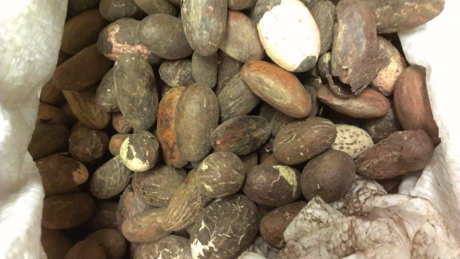 Bitter African Bitter Kola Nuts 0.5lbs