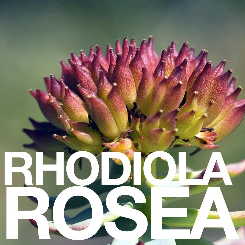 EAT GOLD ORGANICS THE UNTAMED : A potent, functional chocolate bar formulated to awaken the wild within. Limited edition, premium cacao, adaptogens, mushrooms & 24k GOLD