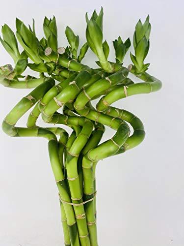 JM BAMBOO jmbamboo-10 Stalks of 8 Inches Spiral Lucky Bamboo, 10 Bottles of mo'green Lucky Bamboo Fertilizer Plant Food By jmbambo