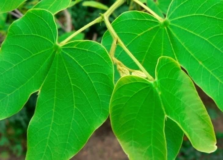 YERBERO Yerbero - Hoja De Pata De Vaca (.75 oz - 22gr) Loose Cow´s Foot Leaf | 100% All Natural Delicious| 20+ Servings | From Mexico | Premium Wildcrafted Quality.