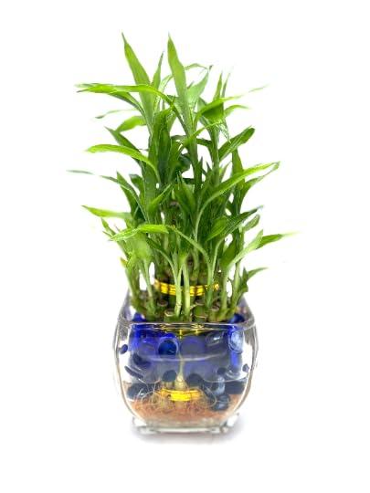 Generic Generic Three Tier Live Lucky Bamboo Plant Indoor Home Glass Arrangement with Blue Decorative Marbles