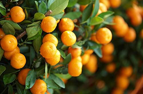 Food to Live Food to Live Organic Orange Powder, 5 Pounds Non-GMO, Made from Raw Dried Citrus Fruit, Unsulfured, Vegan, Bulk, Great for Baking, Juices, Smoothies, Contains Maltodextrin, No Sulphites