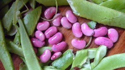 wbut2023 100 PINK BEANS SEEDS, Habichuelas Rosadas,Popular in Caribbean countries