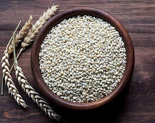 Food to Live Pearl Barley, 20 Pounds Processed Hulled Barley, Cereal Grain, Kosher, Vegan, Bulk. Cooks Faster than Hulled Barley. High in Fiber. Great for Soups, Risottos. Product of the USA