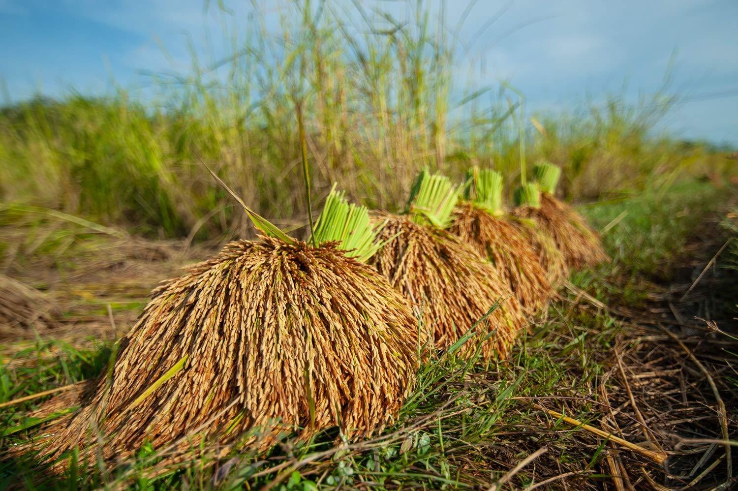 Food to Live Food to Live Organic White Basmati Rice, 1.5 Pounds Non-GMO, Long-Grain Rice Variety, Fragrant, Kosher, Vegan, Bulk. Non-Irradiated. Less Starch. High in Dietary Fiber. Great for Indian Dishes.