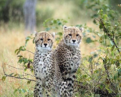 Art of Eric Gunty 1/2 Sheet - Young Cheetah Cubs - Edible Cake/Cupcake Party Topper - D21329