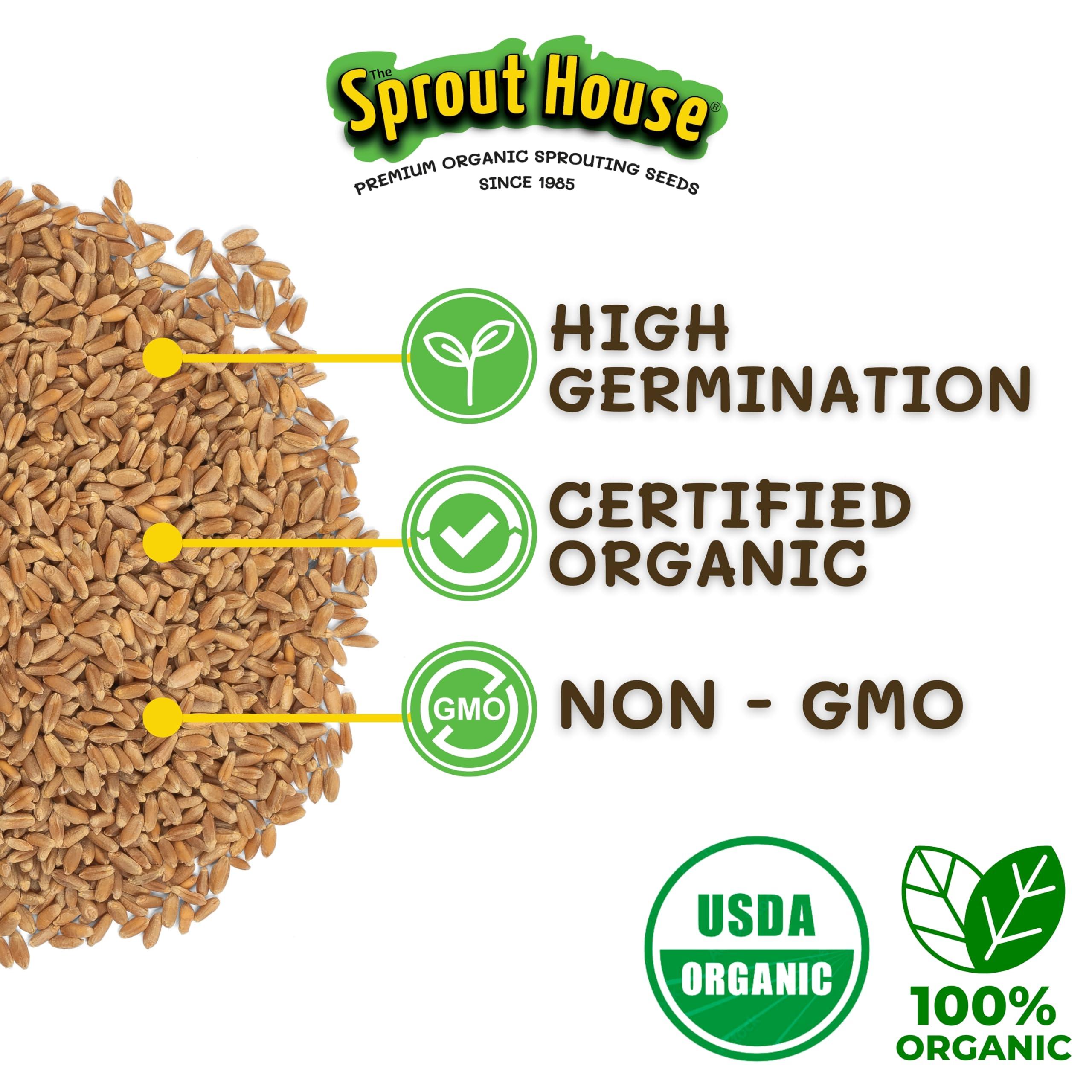 The Sprout House The Sprout House Wheatgrass Seeds 5LB Certified Organic Wheatgrass Seed for Growing - Healthy and Rich in Nutrients, Loaded with Chlorophyll, Cat Grass Seeds, Wheatgrass Growing Seed