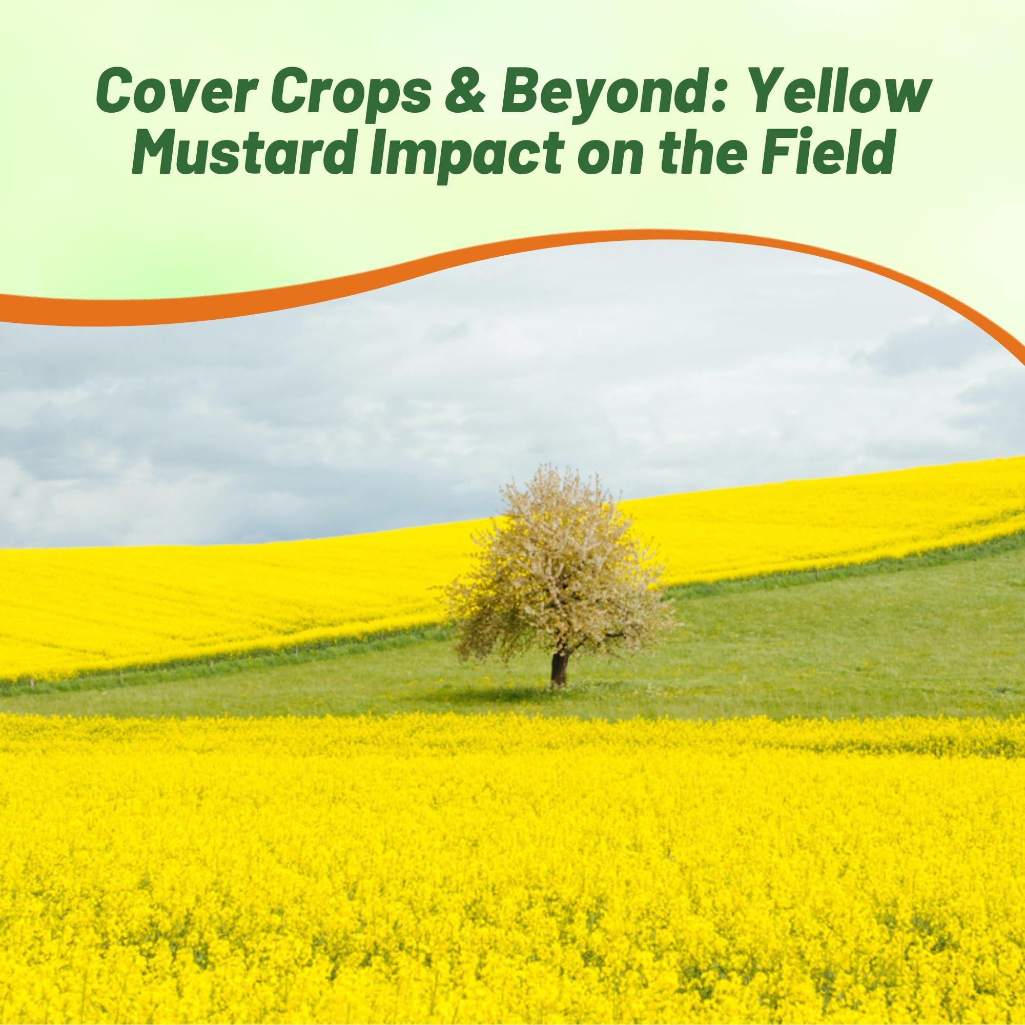 Outsidepride Outsidepride 10000 Seeds Annual Yellow Mustard Herb Garden Seed for Microgreens, Sprouts, & Cooking