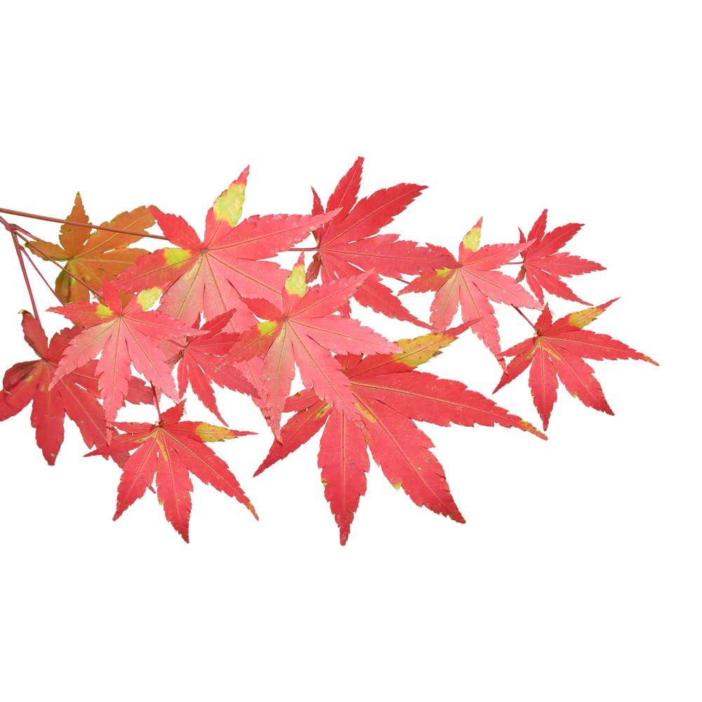 OLIVENATION OliveNation Maple Bacon Extract from Natural Flavors, Water Soluble Liquid Flavoring, Vegan-Friendly Meaty Taste, Non-GMO, Gluten Free, Kosher, Vegan