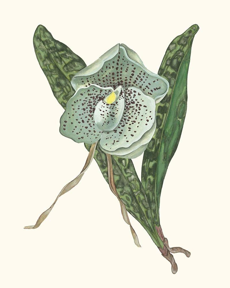 Posterazzi Orchid Display I Poster Print - Melissa Wang (18 x 24)