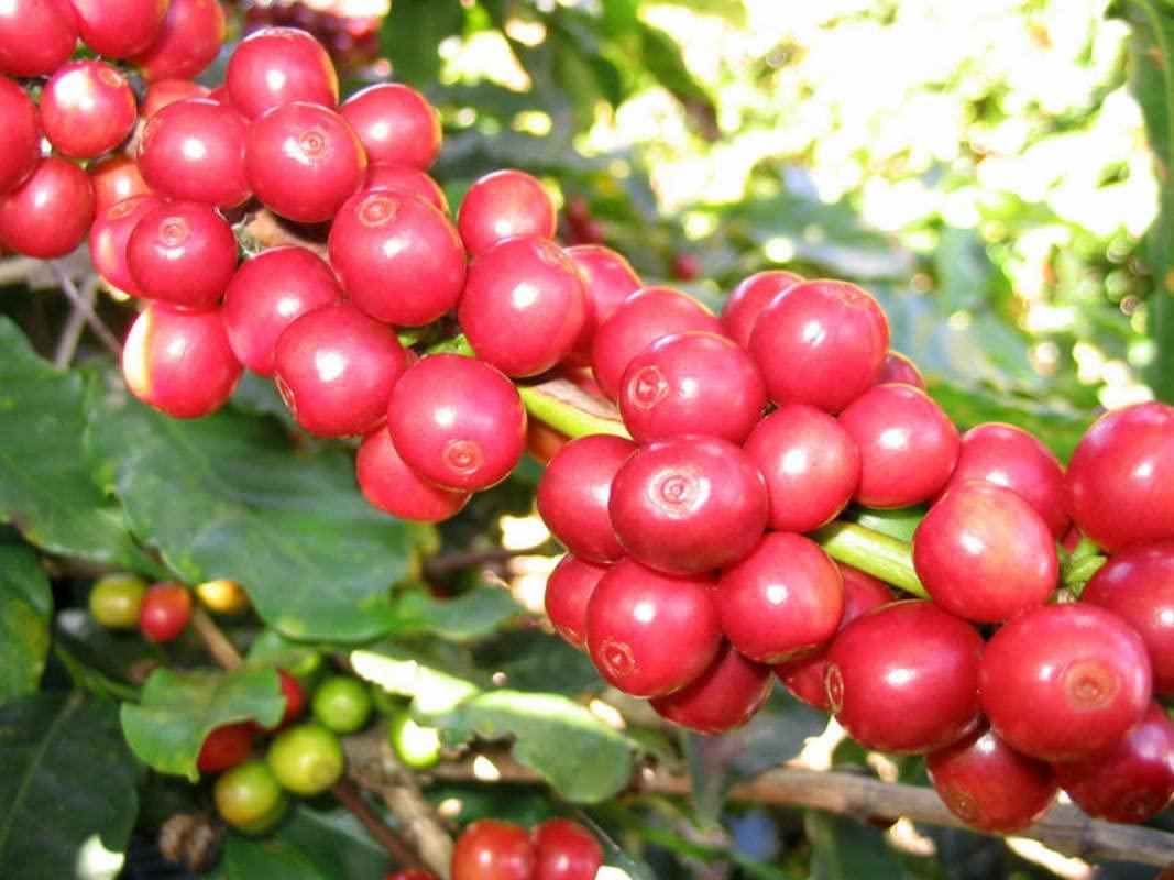 Unbranded Coffee Arabica Seeds (10 Seeds) Arabian Coffee, Coffee, Mountain Coffee, Arabica Coffee, Coffee Shrub of Arabia, Rubiaceae, coffea