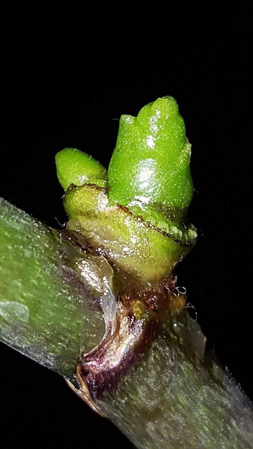 SMEREKA ELIT Orchid CLON+ Cytokinin Keiki Cloning Paste for Burgeon Awakening - Bloom Booster with Vitamins B1 and B6 (10 ml)