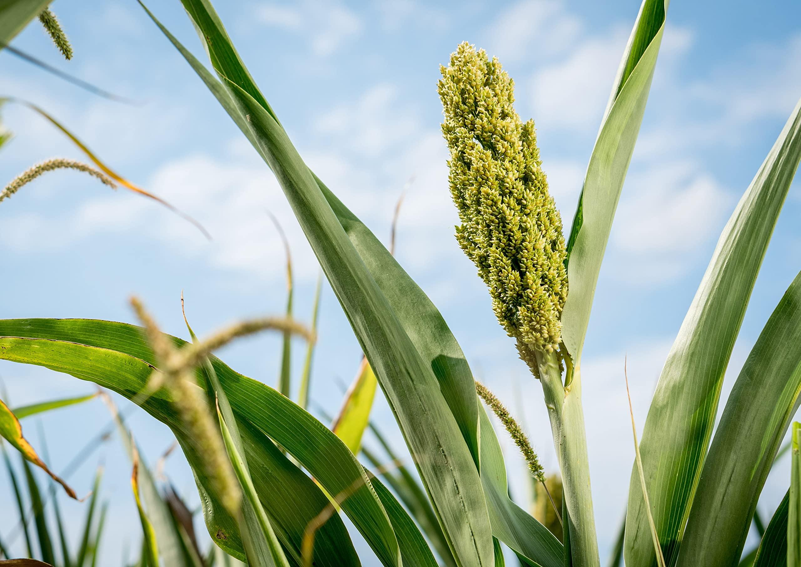 Food to Live Food to Live Gluten Free Organic Whole Grain Sorghum, 1 Pound Non-GMO White Groats. Raw Milo Seeds. Vegan, Bulk Broom-corn. Durra is Great for Making Flour and Popped Jowar Dhani. Made in USA