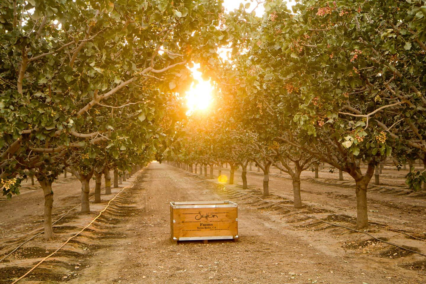 Setton Farms Organic Pistachios Shelled Roasted Salted, 5 Oz. Bag, Kosher