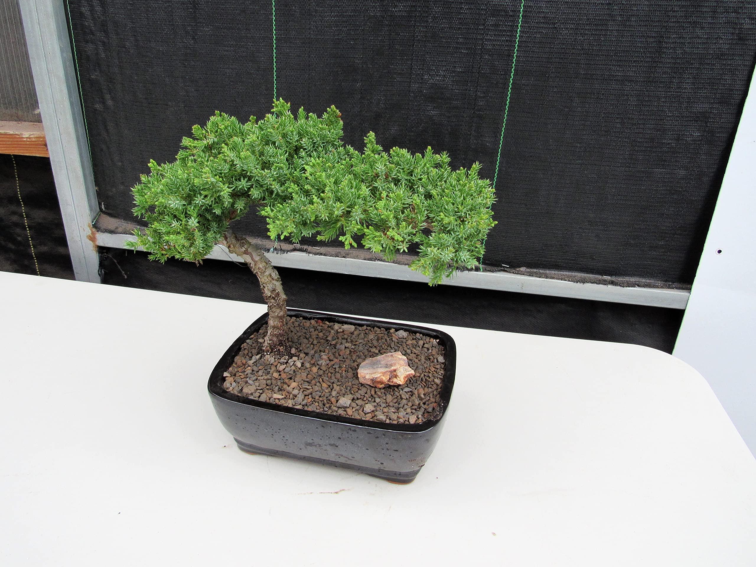 LOVE MY BONSAI Juniper Bonsai Tree (Medium) (Medium (As Shown))