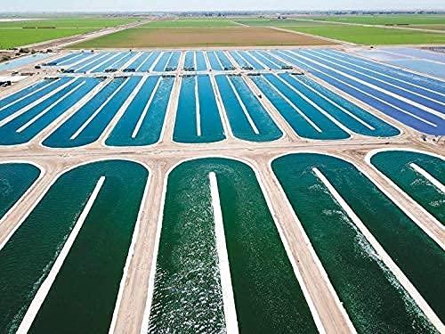 Earthrise Earthrise Spirulina Natural Powder 16oz, Natural Premium Spirulina from California- Vegan, Gluten Free, Keto Friendly, Non -GMO Super Food high in Vitamins & Minerals. (1 LB)