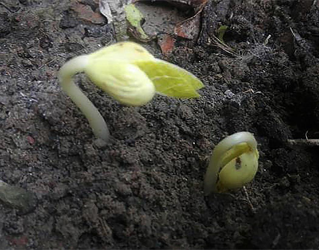 Marde Ross & Company Bush Bean Red Kidney Bean Seeds