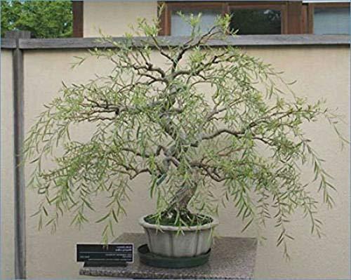 CZ Grain Jumbo Bonsai Tree Dragon Claw Willow - 3 foot tall Trunk approx 2-3 inches Thick