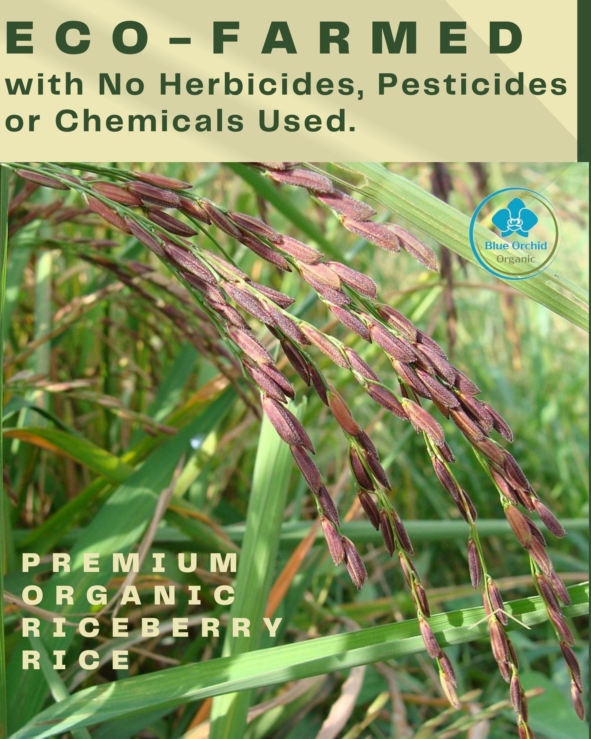 Blue Orchid Organic Organic Riceberry Rice - Purple Thai Black Jasmine Rice - USDA Certified - Premium Freshness - Small Lot Harvest Direct from our Farm to your Table - 4 LB