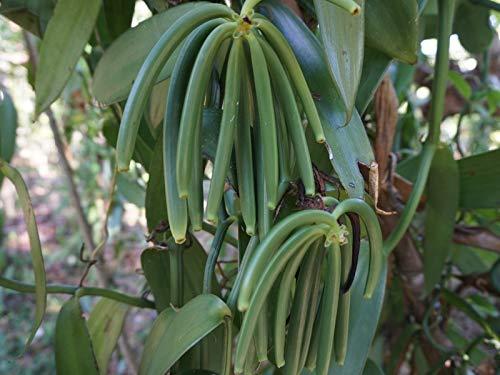 FITNCLEAN HERBS AND SPICES 10 Organic Madagascar Vanilla Beans Grade A/B. Certified USDA Organic. 5\"-7\" by FITNCLEAN VANILLA for Extract and Everything Vanilla.