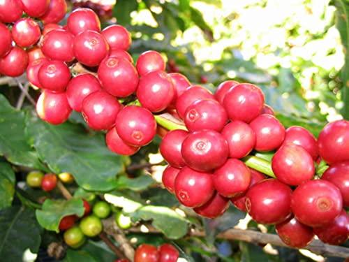 Unbranded Coffee Arabica Seeds (10 Seeds) Arabian Coffee, Coffee, Mountain Coffee, Arabica Coffee, Coffee Shrub of Arabia, Rubiaceae, coffea