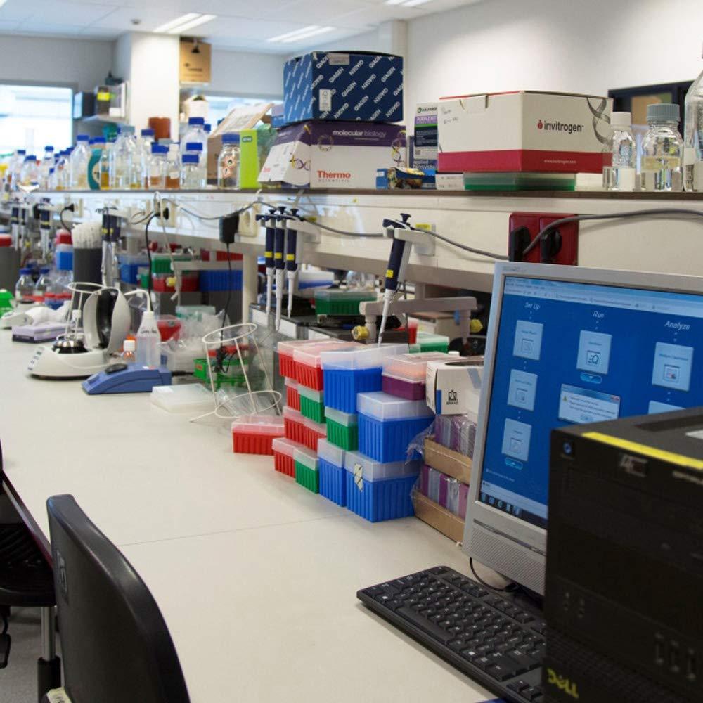 Liquid Fungi King Oyster Mushroom (Pleurotus eryngii) Liquid Culture Syringe for Mushroom Cultivation on Grain or Agar